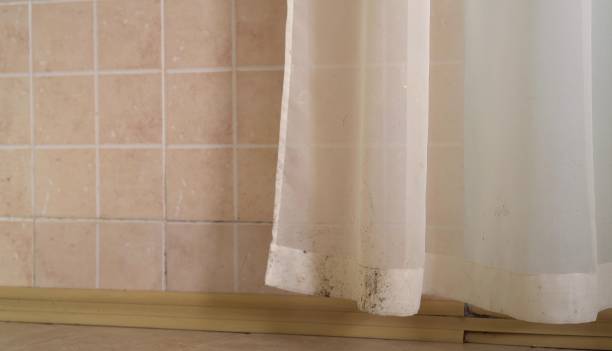 Mold Removal for HVAC Installations in Trafford, PA