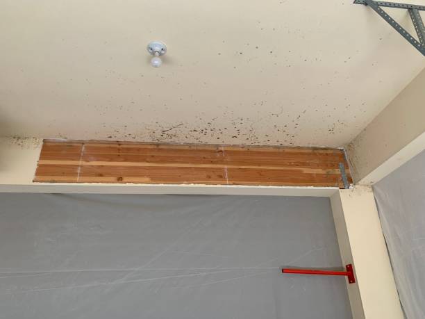Best Commercial Mold Inspection  in Trafford, PA