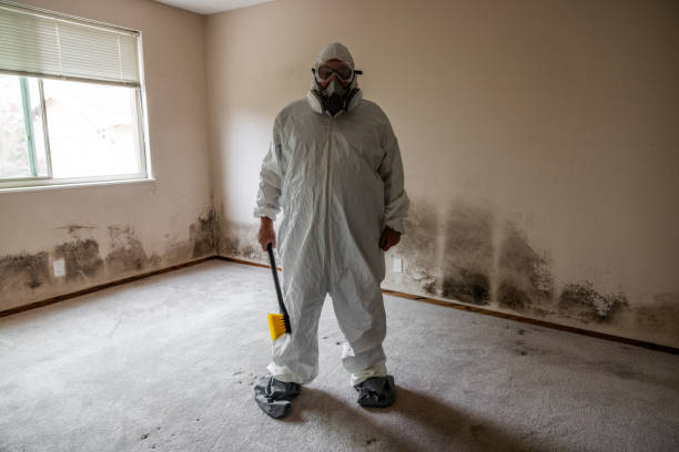 Best Black Mold Removal  in Trafford, PA