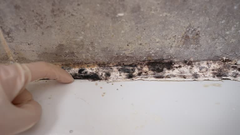  Trafford, PA Mold Removal Pros